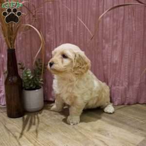 Gunner, Mini Goldendoodle Puppy
